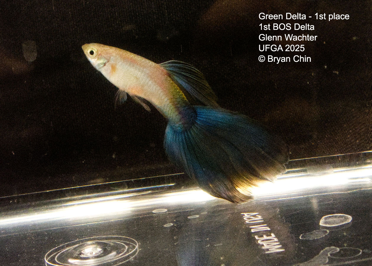 Guppy Green